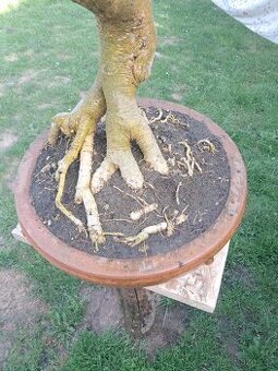 Bonsai,bonsaj Jasan