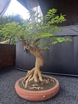 Bonsai,bonsaj Jasan