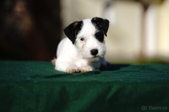 Štěňátko - pejsek Jack Russell Teriéra s PP