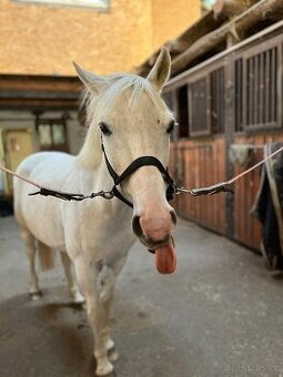 Nabízím výcvik ponyho ve stáji kde už působím