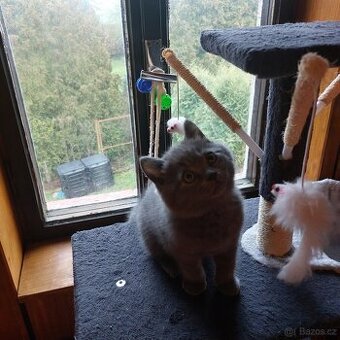 Britská modrá koťátka