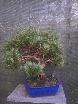Bonsaj,bonsai Borovice