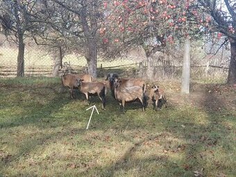 Bahnička ovce kamerunské