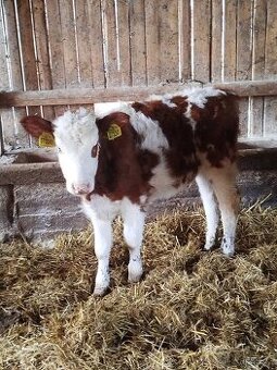 Prodej telat, tele jalovička, zástavový skot