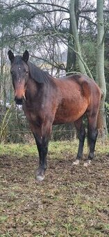 Český teplokrevník