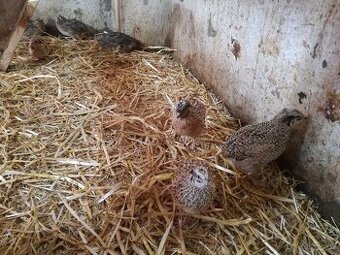 Prodám Japonské křepelky