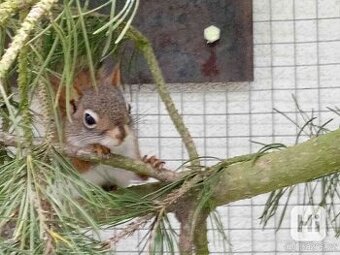 Čikari červený , kanadská veverka