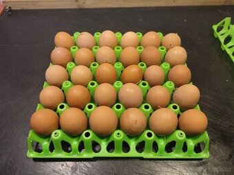 Násadové vejce MIX plemen