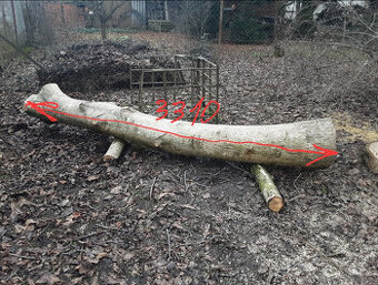 Prodej kmene ořešáku 2