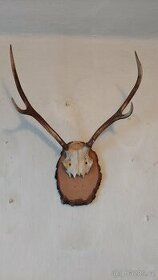 Jelení trofeje, vycpaní ptáci