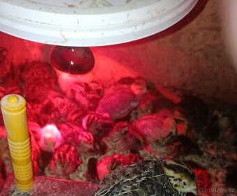 Křepelčí vajíčka , kuřátka.