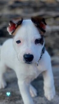 Prodám štěně kříženec staford s husky.