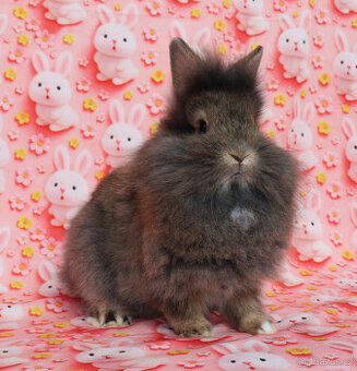 Zakrslý králíček krátkouchý lvíček aguti sameček s VP .