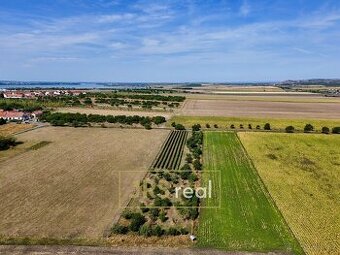 Prodej zahrady s vinicí 5 111 m², Šakvice, ev.č. 130127JV