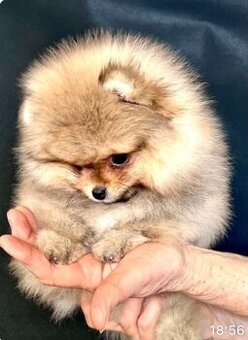 Pomeranian