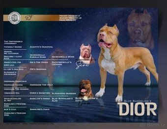 Krytí AmericanBully XXL