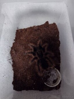 Sklípkan Brachypelma albopilosa Nikaragua