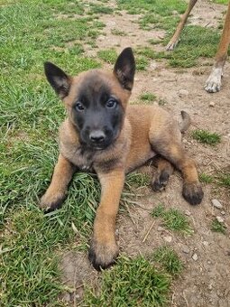 Belgický ovčák malinois