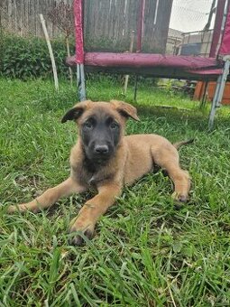 Belgický ovčák malinois