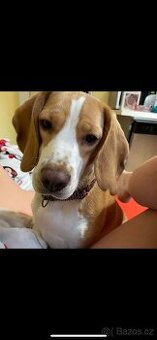 Darujeme do dobrých rukou beagle