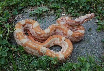 Boa imperator - Paradise Sunglow Aztec, Sunglow Motley - 1
