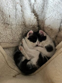 Koťátka 🐱 - 1