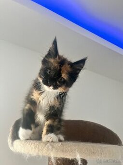maciatka Maine coon/ mainske myvalie s PP