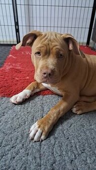American Bully standard - k odběru