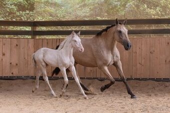 Lusitano