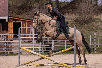 Lusitano