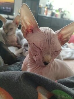 Kotě Sphynx