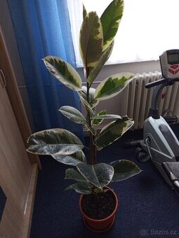 Ficus elastica - fíkus