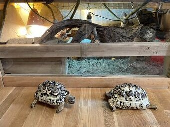 Želvy pardálí.