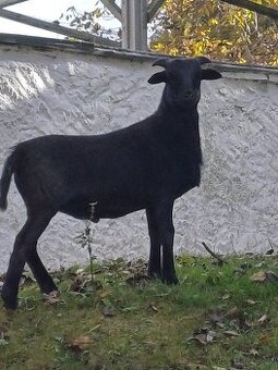 Kamerunska ovce: Beránek