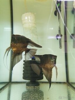 Chovné páry černých skalárů