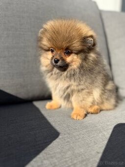 Pomeranian fenka s FCI