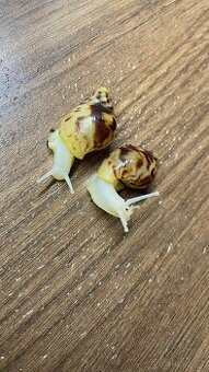 Lissachatina reticulata albino body - africký šnek