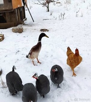 Kačer Indický běžec