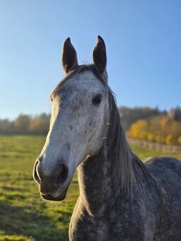 Lipický valach 2018