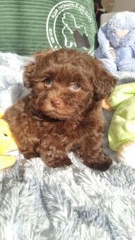 Ruská Barevná Bolonka s PP