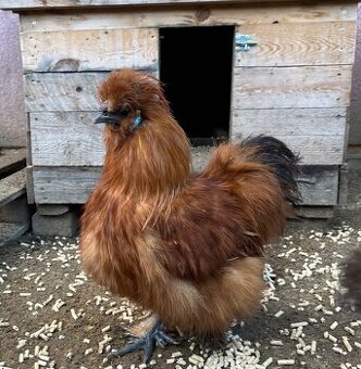 Hedvabnička EU velká