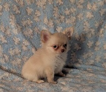 Čivava dlouhosrstá s PP- fenka