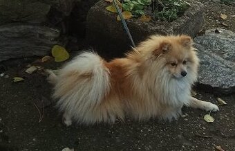 Pomeranian špic