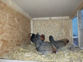 Prodám Antverpské vousáče zlatokrke