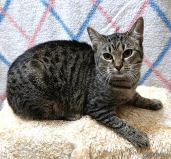 Kočička Rola hledá nový domov