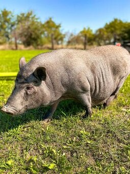 Duo gottingenské prase - 1