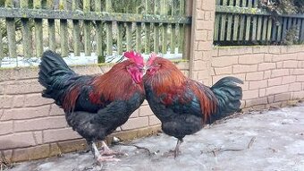 Prodám kohouty - kříženci 75% maranska 25% araukana