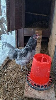 Araukana Levandulová