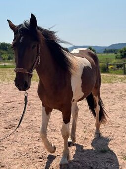 Klisna Barokní pinto