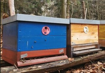 Vyzimovaná včelstva / vyzimované oddělky